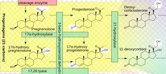 Biosyth of Progesterone Biosyth of Progesterone